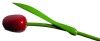 En la tienda de madera .com puedes comprar online flores de madera. Ideal para San Valentn, el da de la madre o cualquier otro da que quieras sorprender con un regalo original.